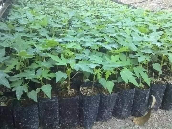Cây giống hoa đu đủ đực siêu hoa