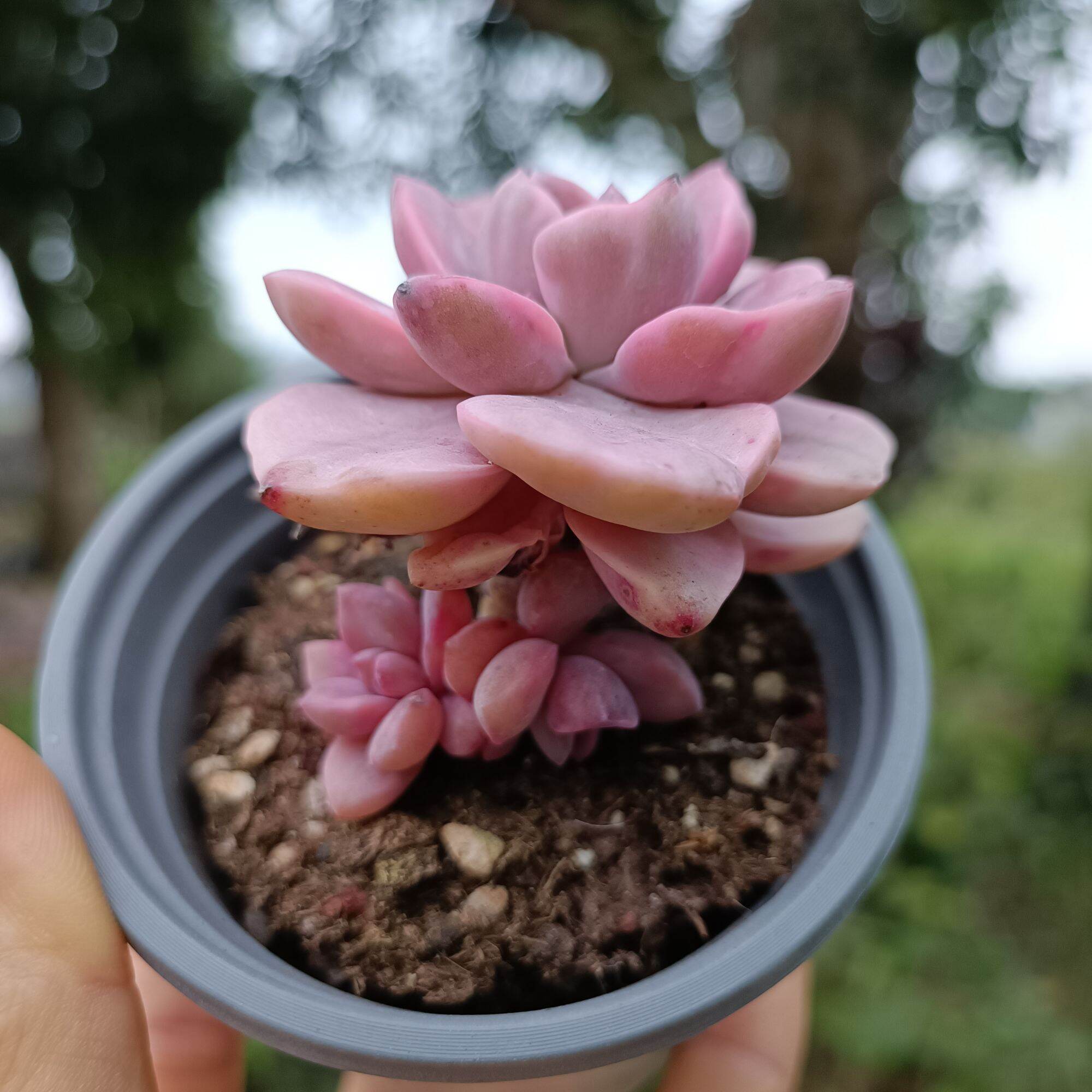 Sale 50%- Sen Đá Hồng Var - Đột Biến 1.