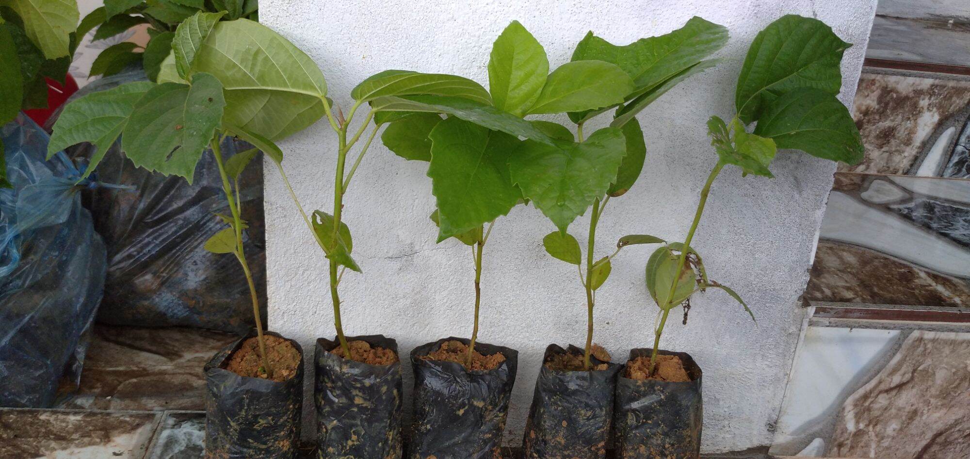100ka 3 cây vả mật giống chuẩn. 0971183688