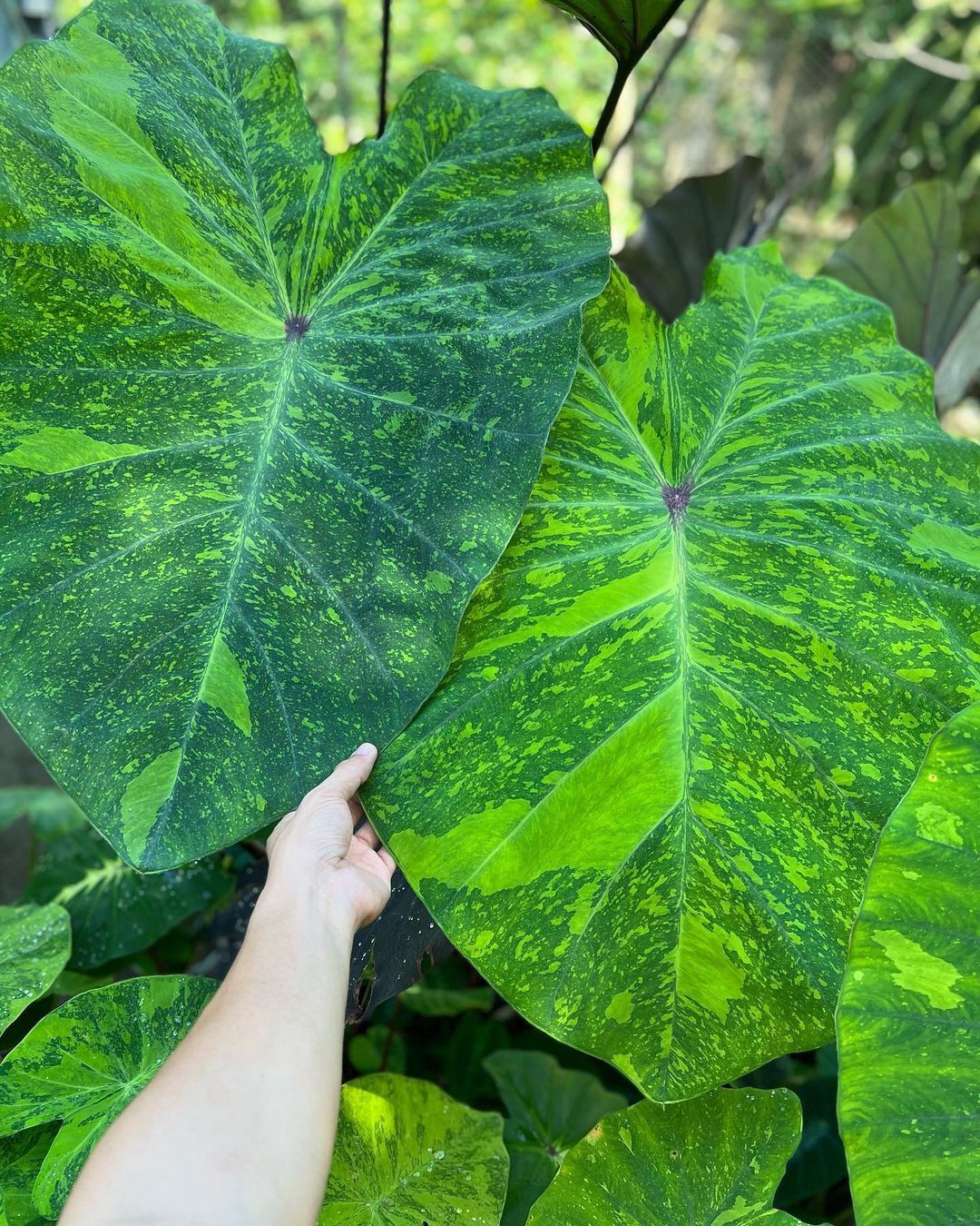 Colocasia Lemon Lime Gecko