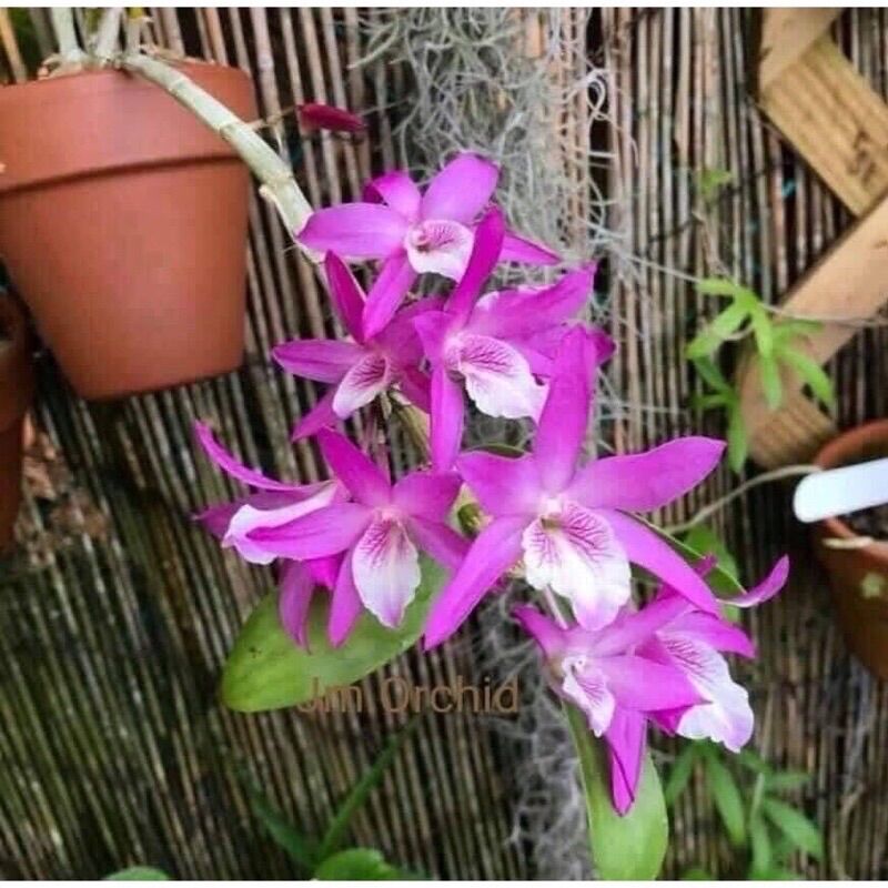 Hoa Lan Hoàng Thảo Lụa(1khóm )