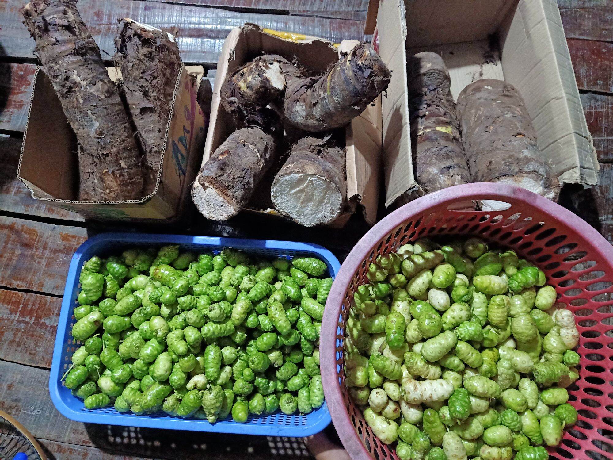 Combo 5Kg Củ Bạc Hà Núi An Giang -7 Núi