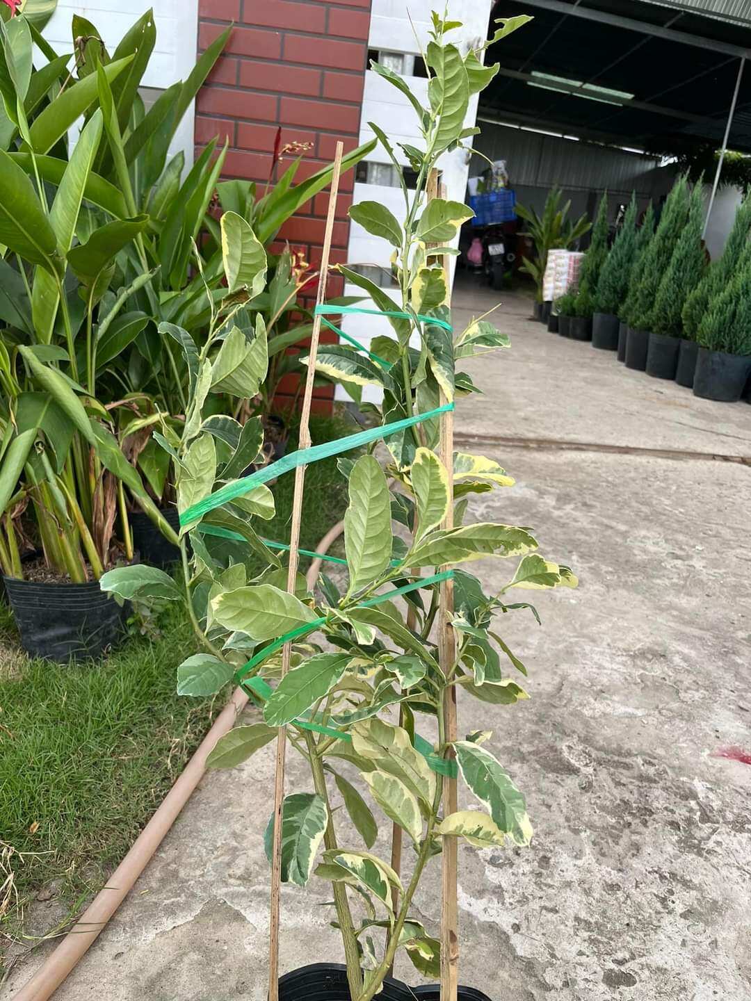 Cây chanh cẩm thạch