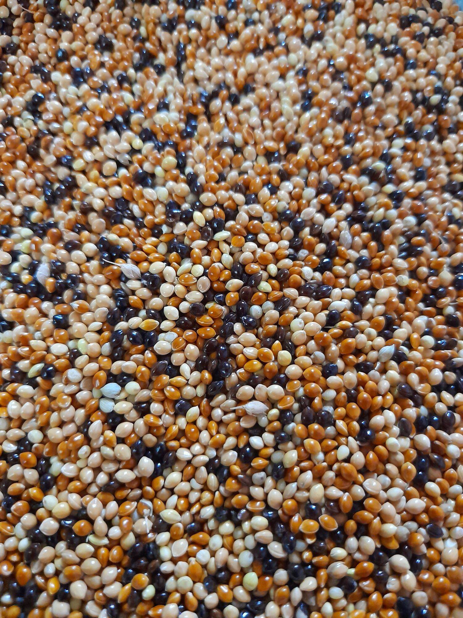 Cỏ thái 1kg mix 5 loại hạt 35k.