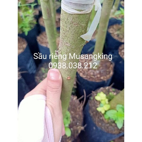 CÂY GIỐNG SẦU RIÊNG MUSANGKING D197 ( VUA SẦU RIÊNG )