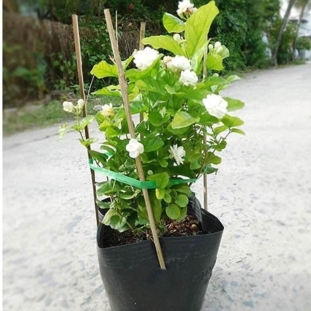 Chậu hoa lài