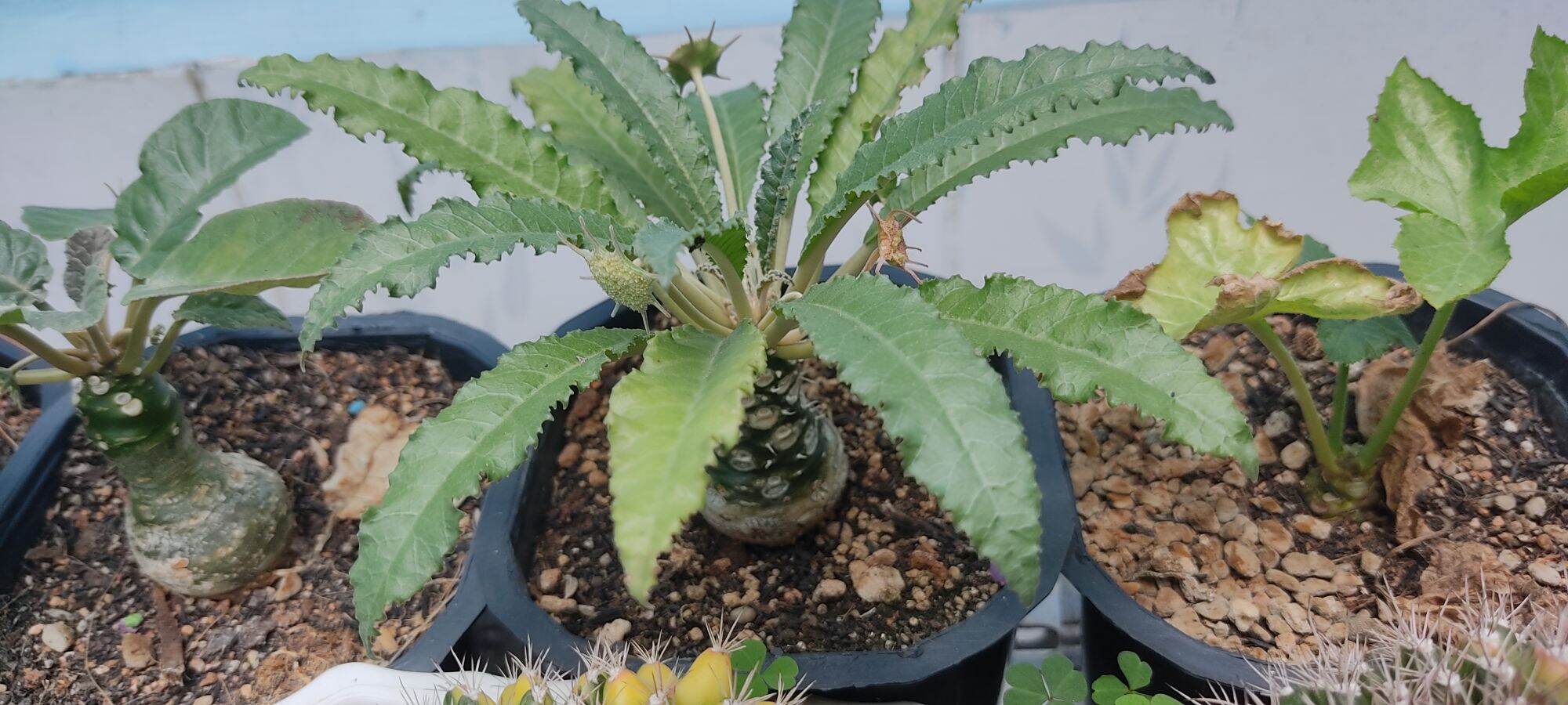 Cây hoa mặt trời - Dorstenia
