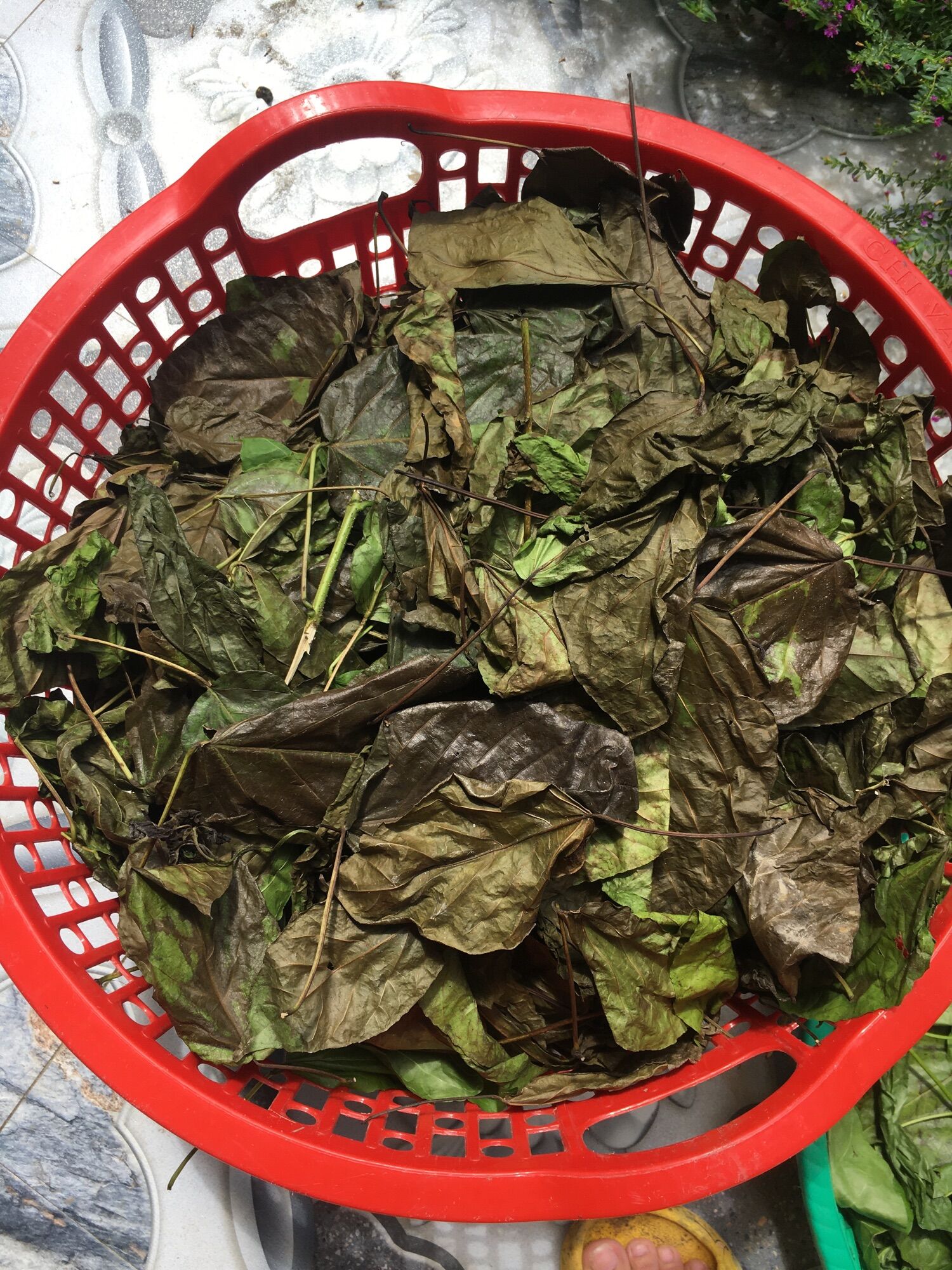 2kg lá cách phơi khô cả thân và lá