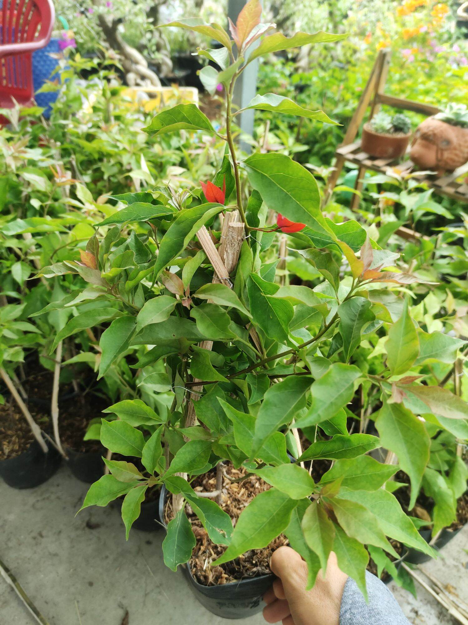 Cây hoa giấy Đỏ lửa ( nguyên bản) , thuần chậu C6, đang hoa.