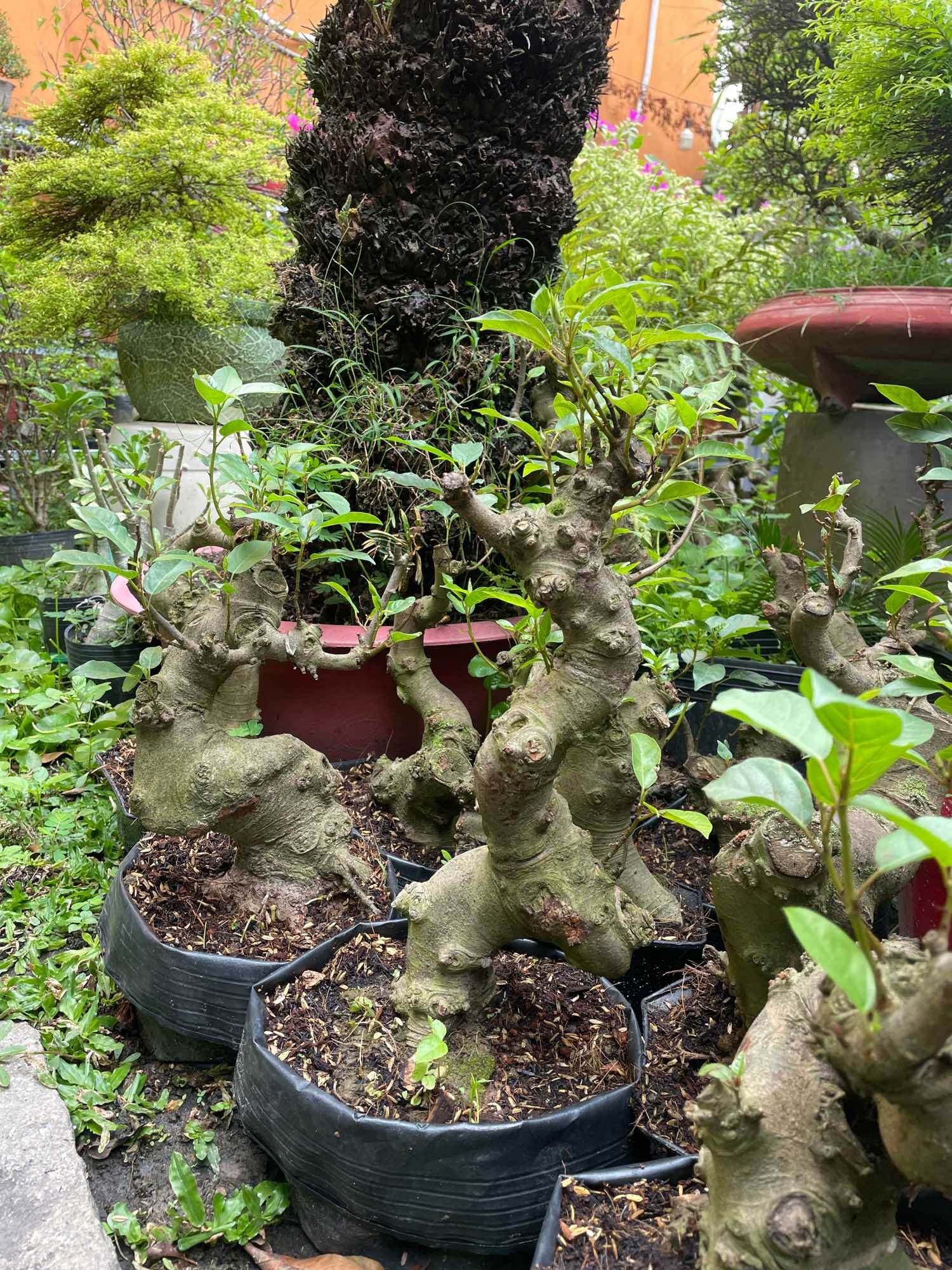 [HCM]Sung mini bonsai