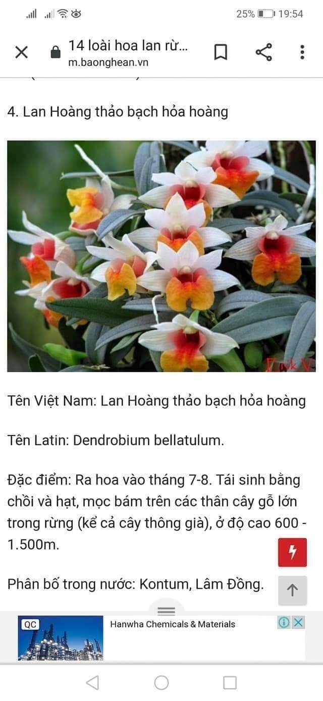 Combo 3 Lan Bạch Hỏa Hoàng