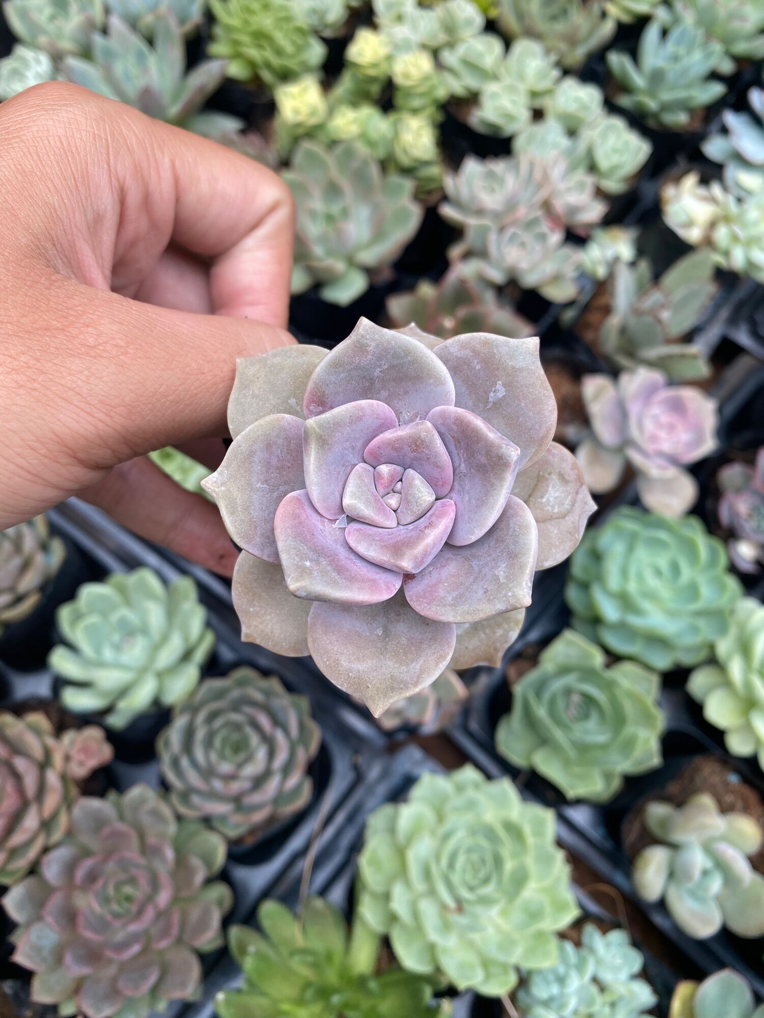 SEN ĐÁ HỒNG MẬP  ĐÀ LẠT   HƯ 1 ĐỔI 1 ❄️ SIÊU CUTE