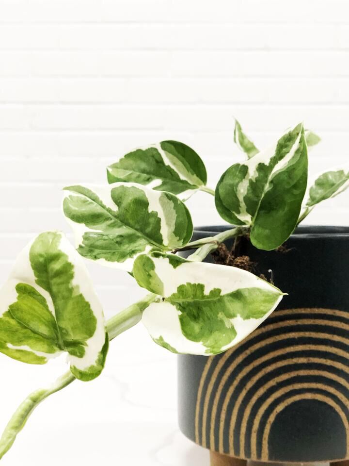 Nhánh trầu bà Ngọc thủy