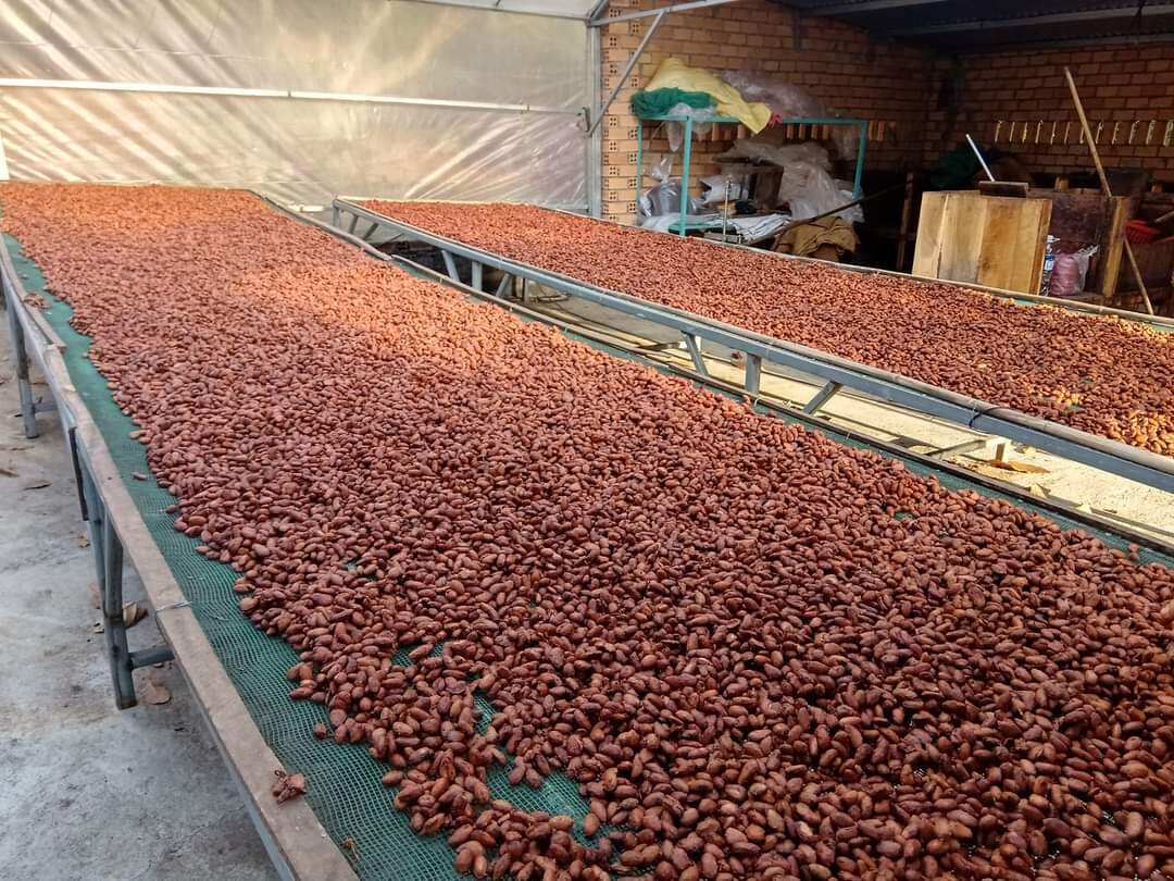 Hạt cacao khô