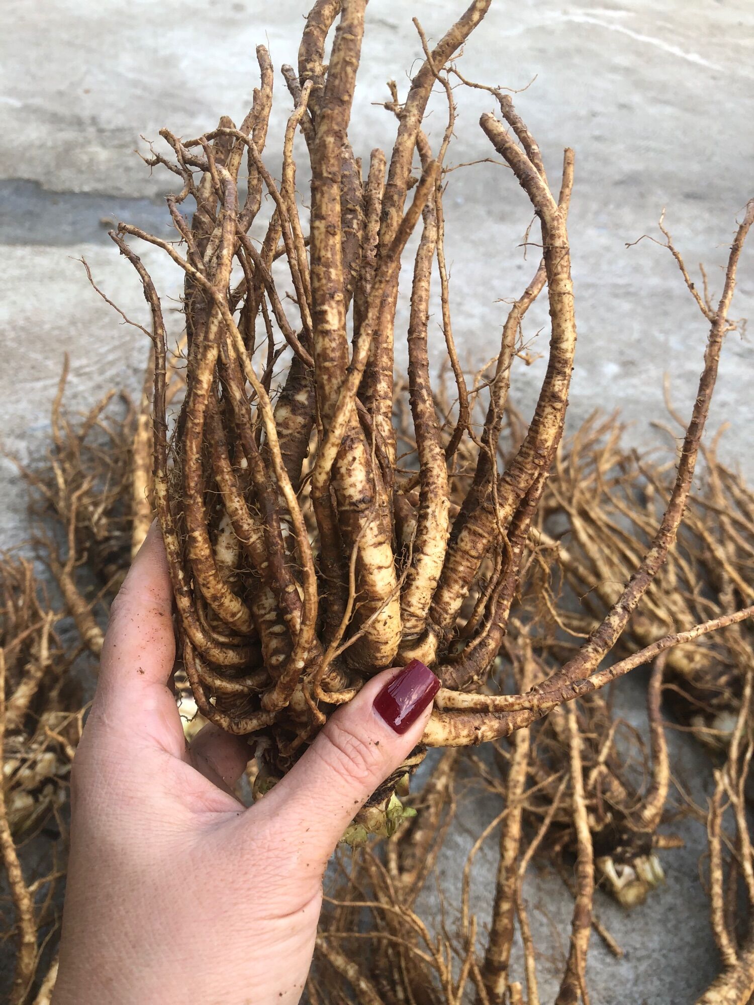 Sâm đương quy tươi (120.000/2kg)