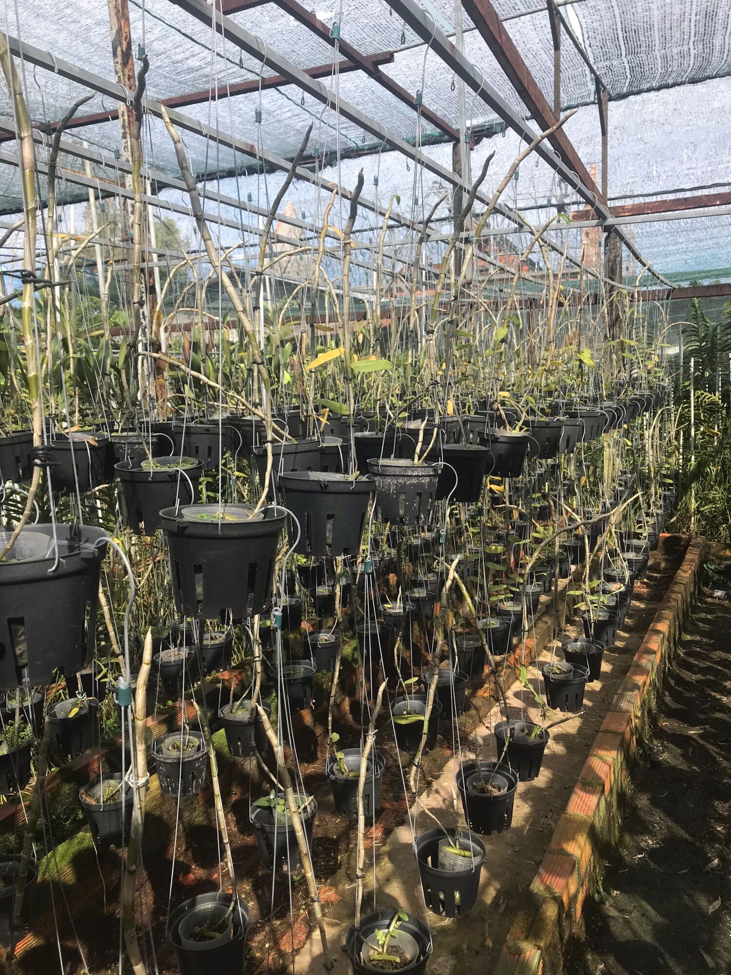 Phi Điệp 5ct Họng Hồng Đang nứt nụ Tết 2023