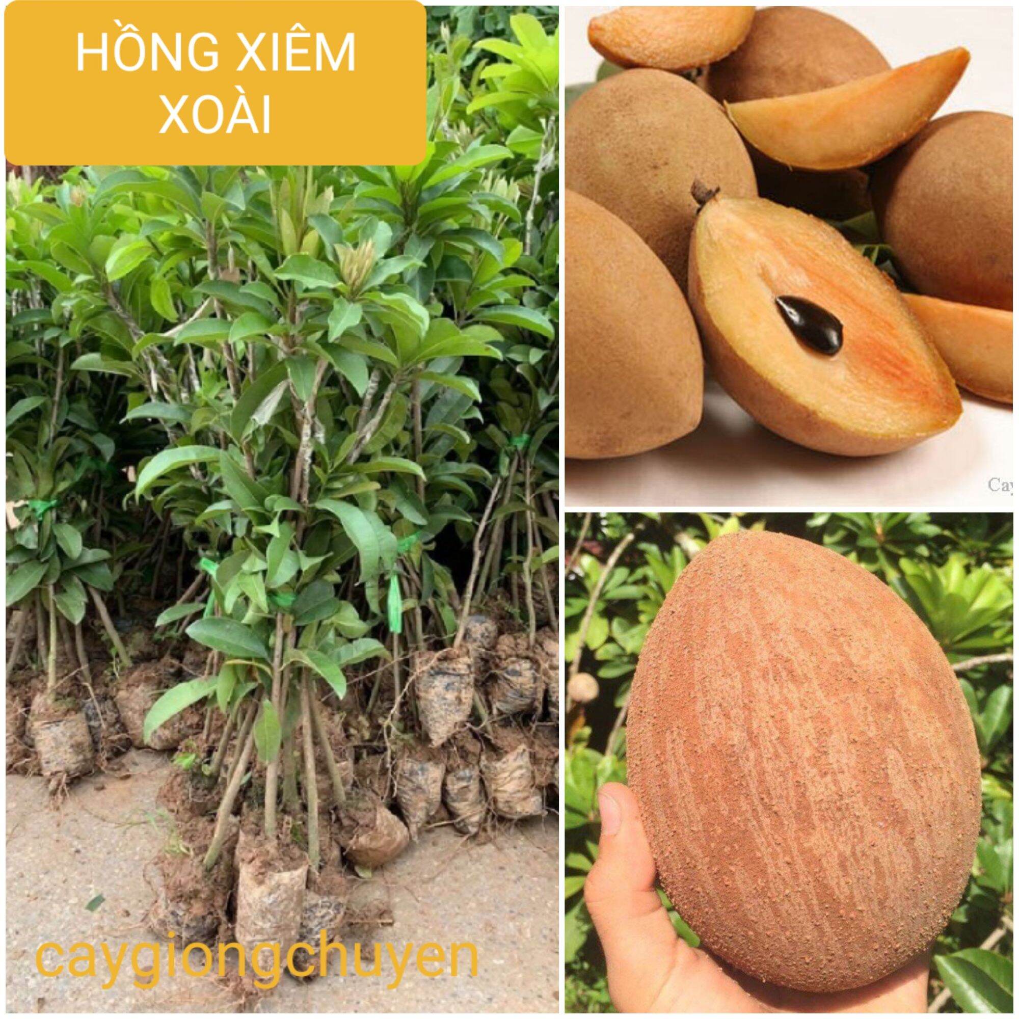 GIỐNG CÂY HỒNG XIÊM XOÀI GHÉP