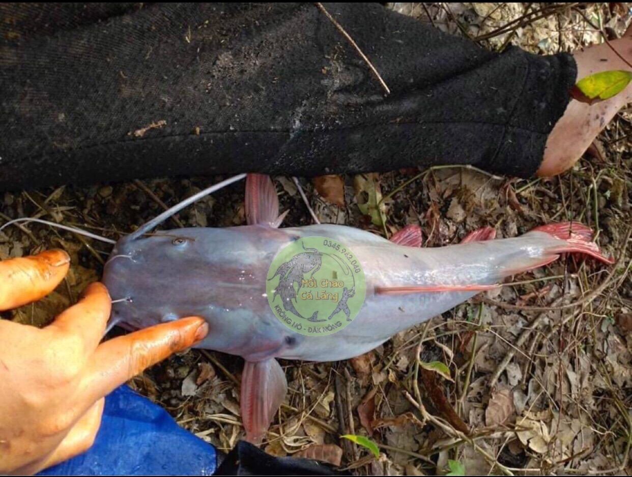 MỒI CÂU CÁ LĂNG CÁ DA TRƠN SIÊU NHẠY HỦ 500G