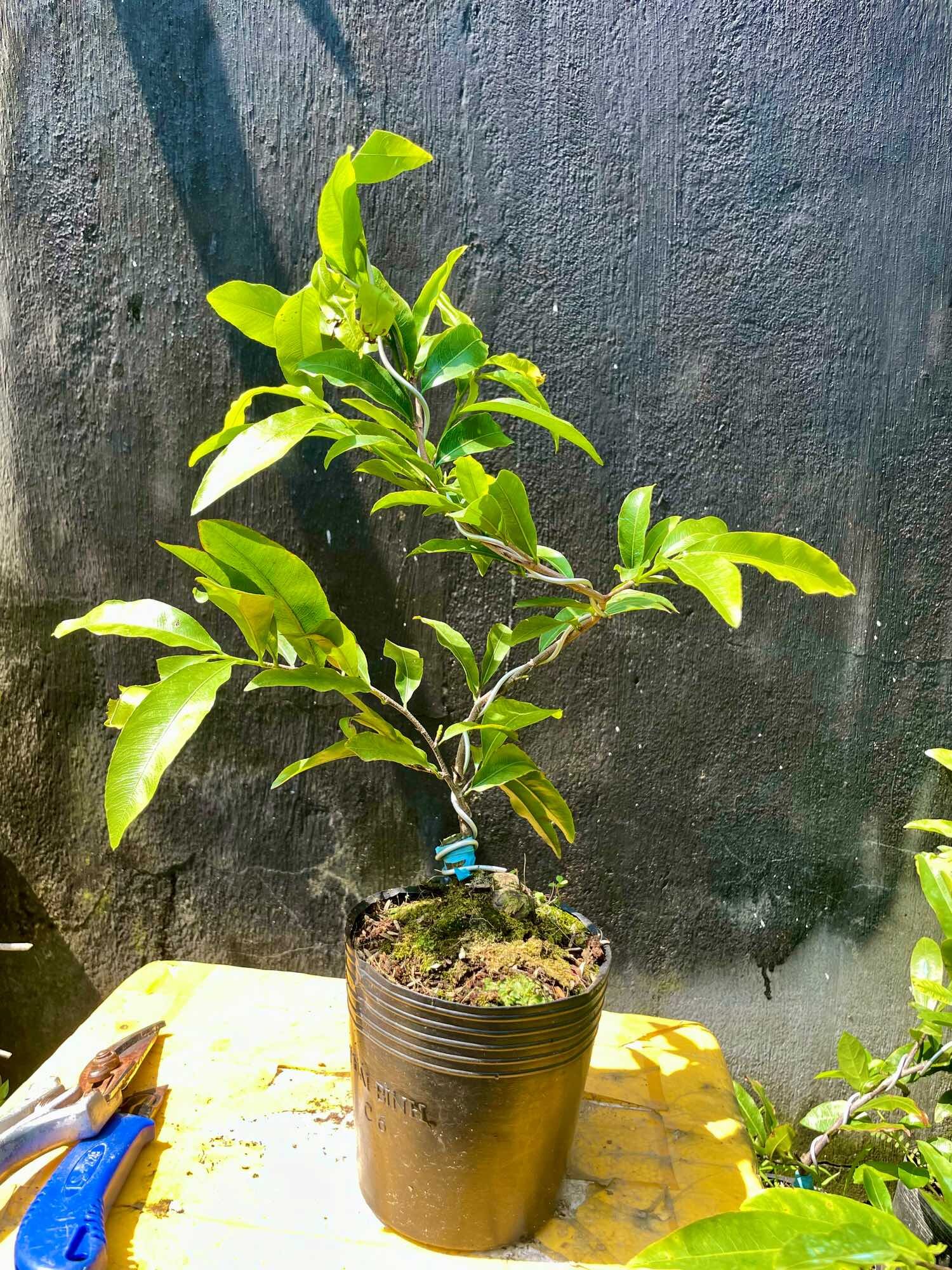 Mai giảo SIÊU BÔNG SÀI GÒN (bảo hành giống trọn đời)