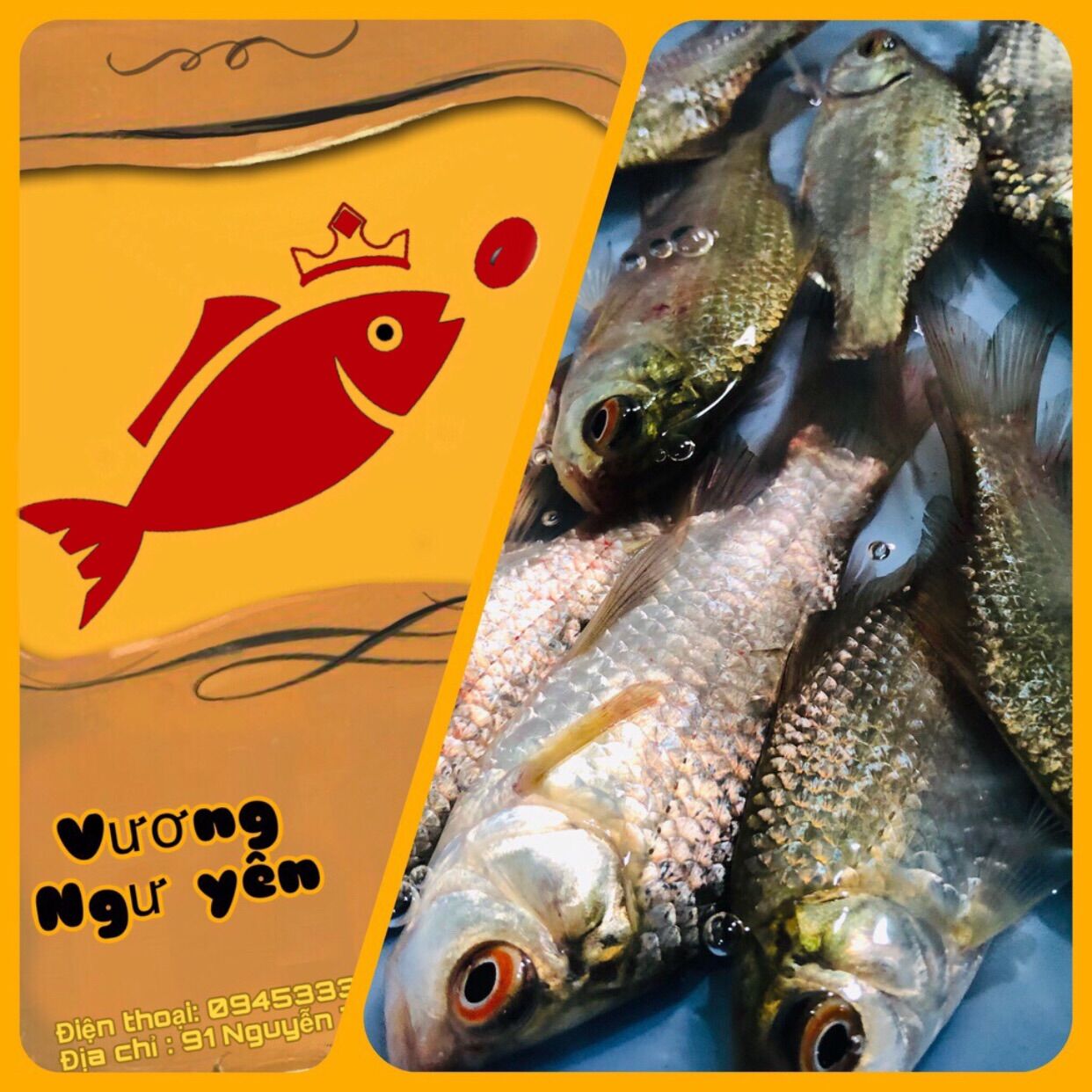 Bột câu cá Diếc - Vương Ngư Yên