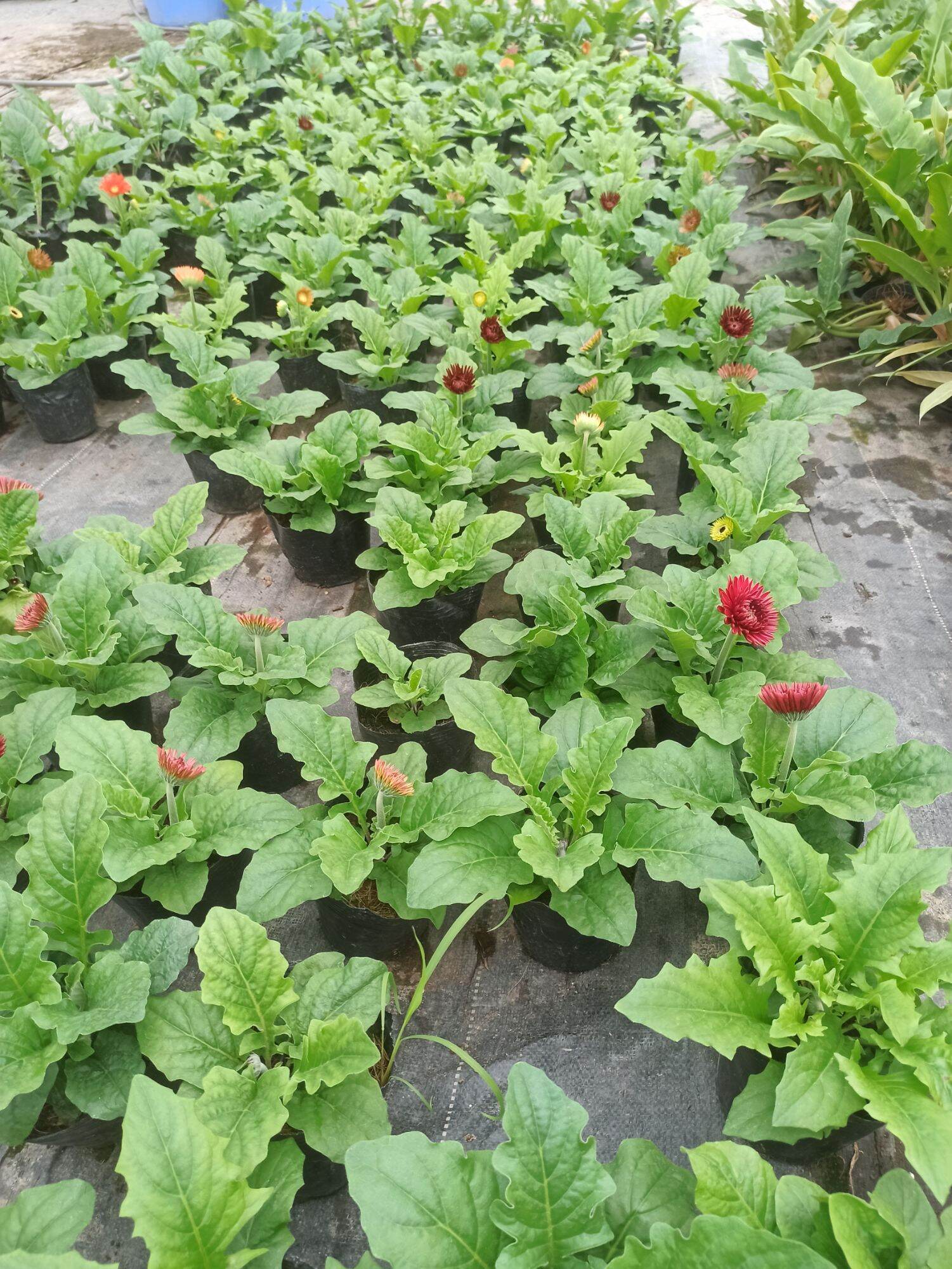 cây đồng tiền lùn đang nụ