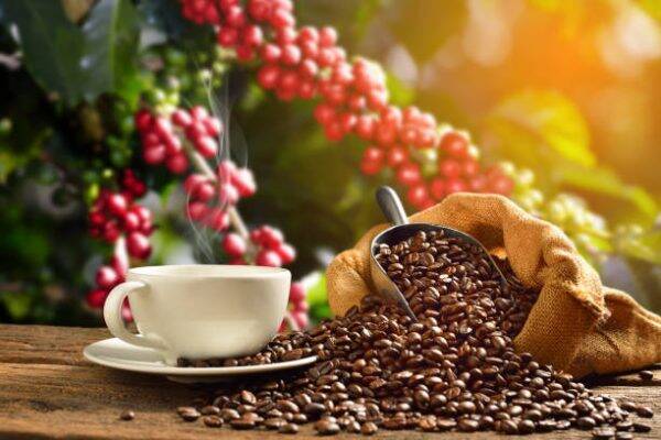 Cà phê hạt rang xay Moka Xay sẵn 500g