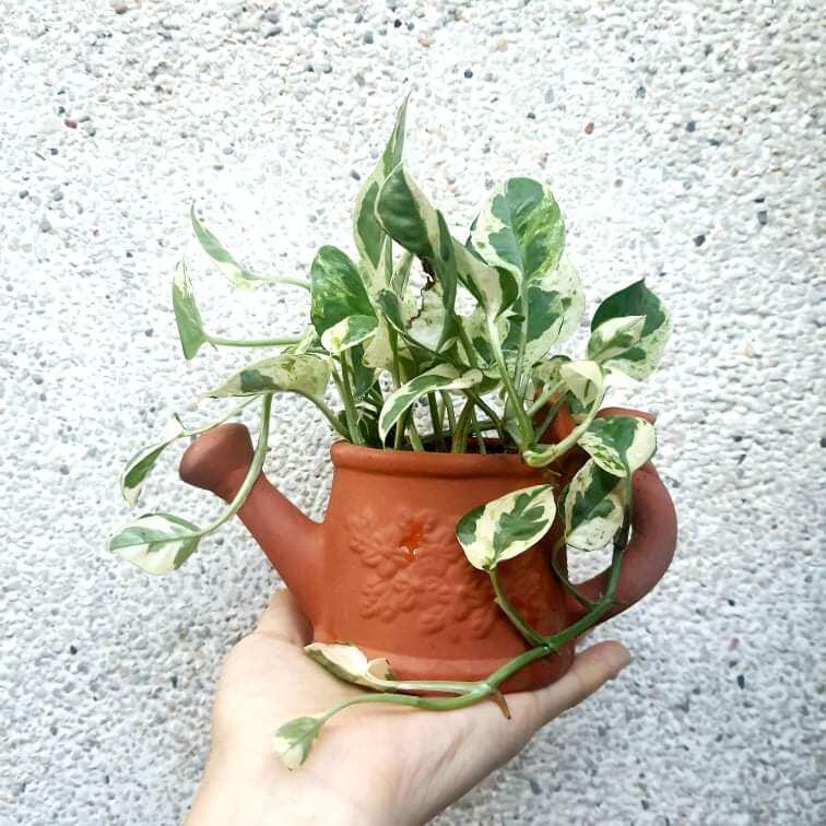Chậu đất nung Bình Dương dáng bình tưới cây m 6x c9