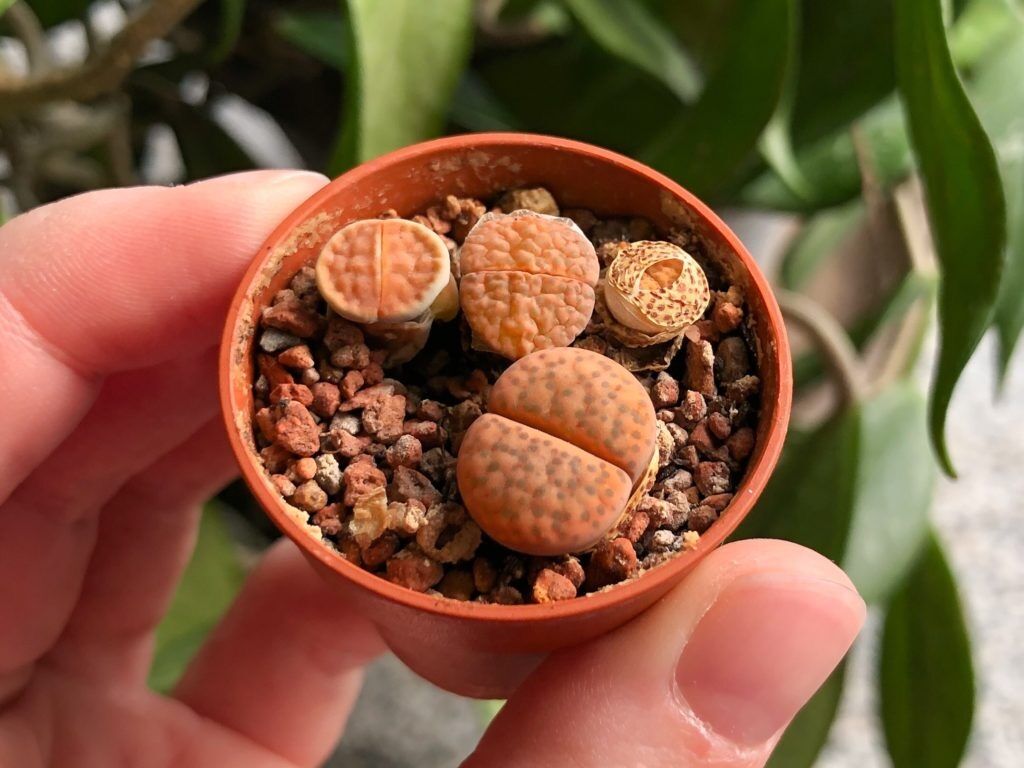 COMBO SEN MÔNG LITHOP SIZE 2.5-3CM GỒM CHẬU ĐẤT NUNG