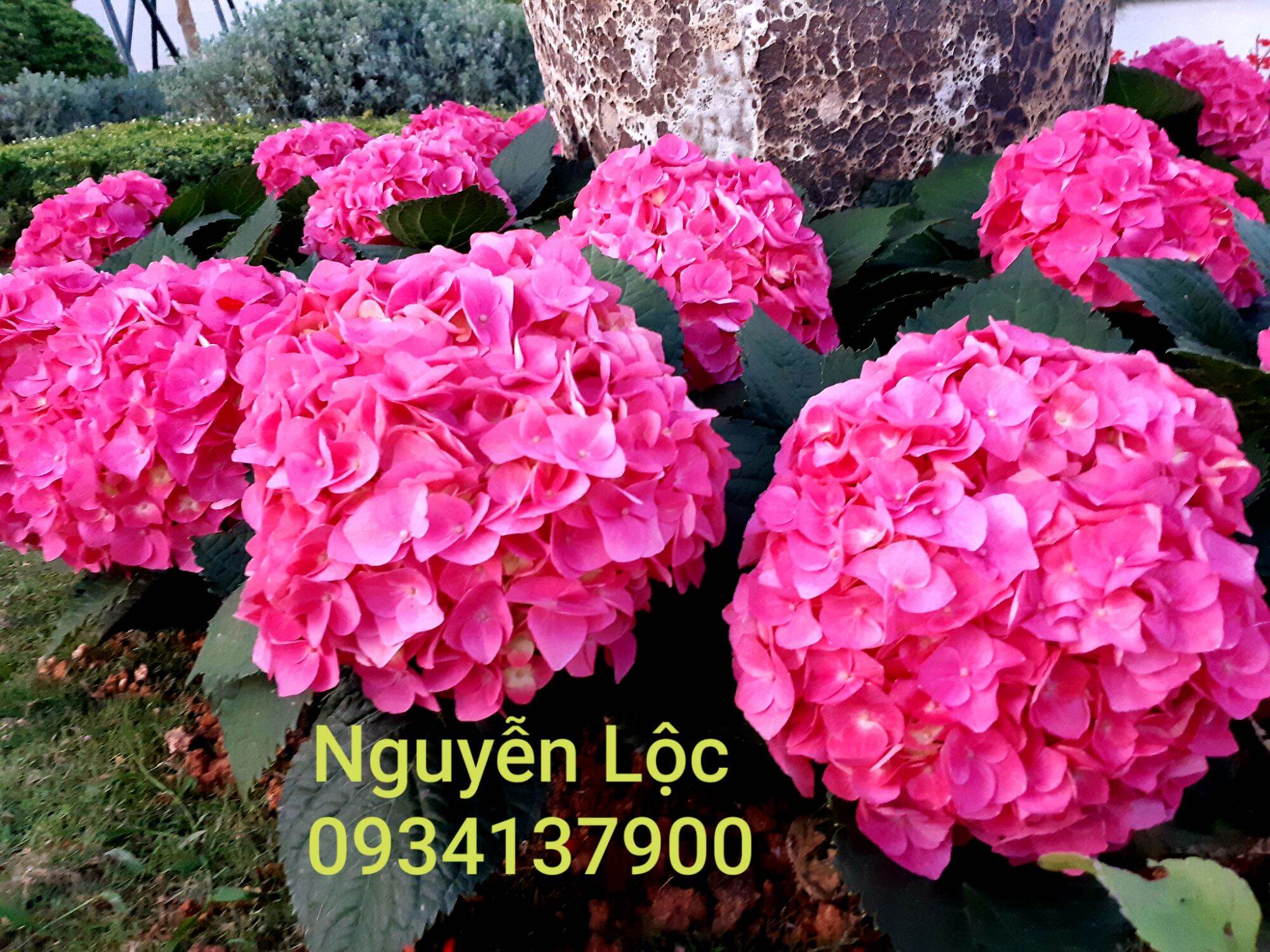 Cây hoa cẩm tú cầu chịu nhiệt- Hoa kiểng Nguyễn Lộc- Cây giống chất lượng cao