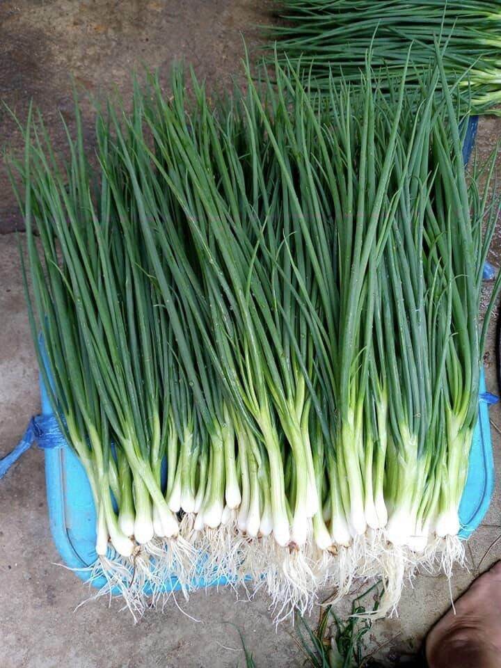 [HCM]Hạt giống hành lá
