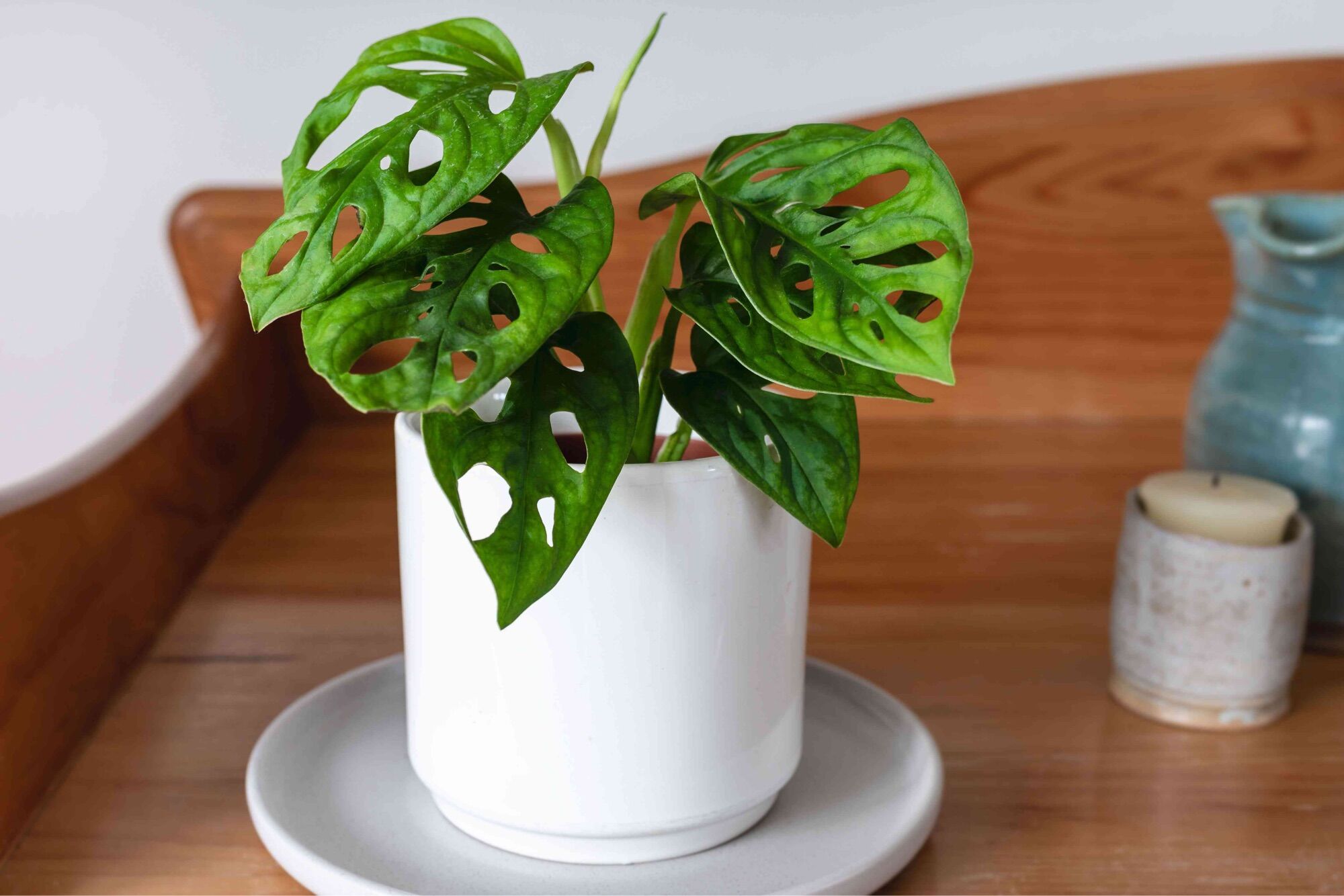 Cây Trầu bà lá lỗ / Monstera Adansoni