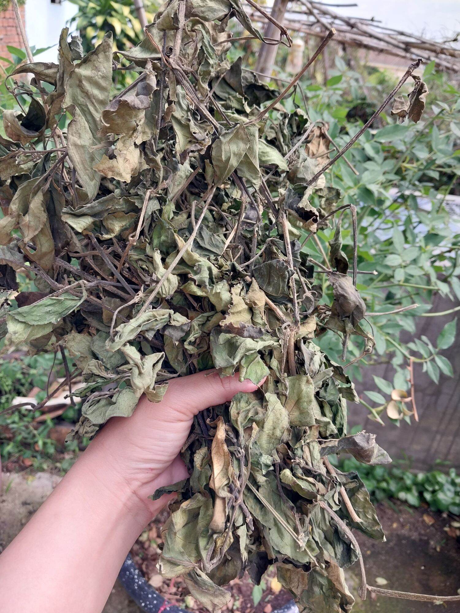 200G LÁ TRÀ TIÊN KHÔ