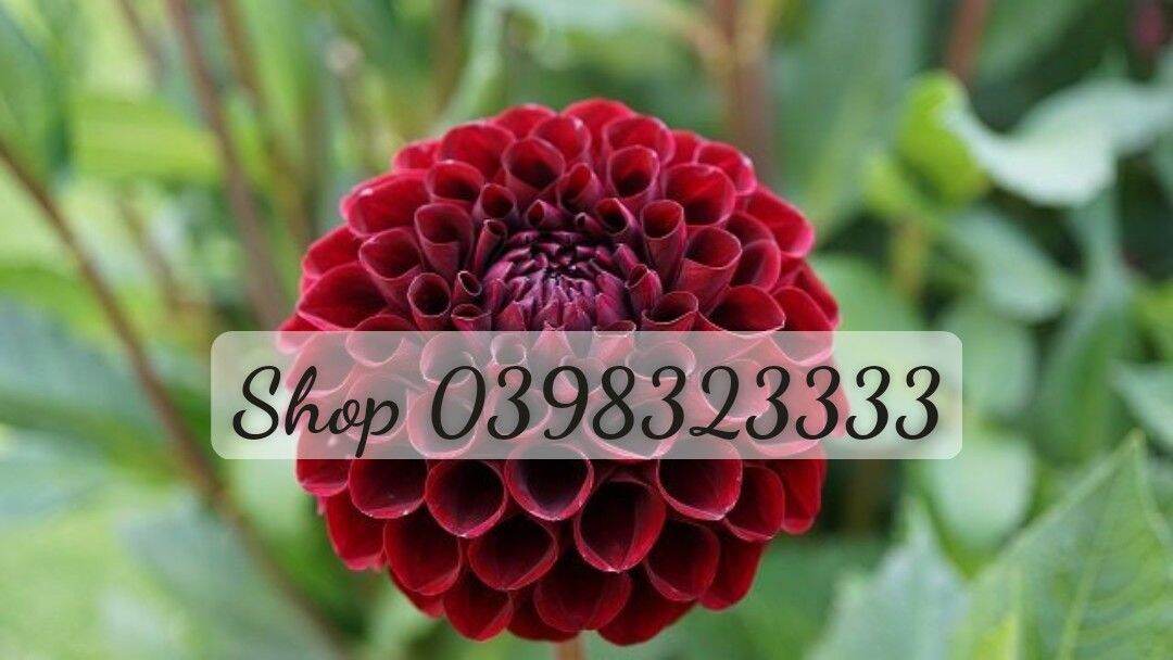 Cây giống hoa thược dược