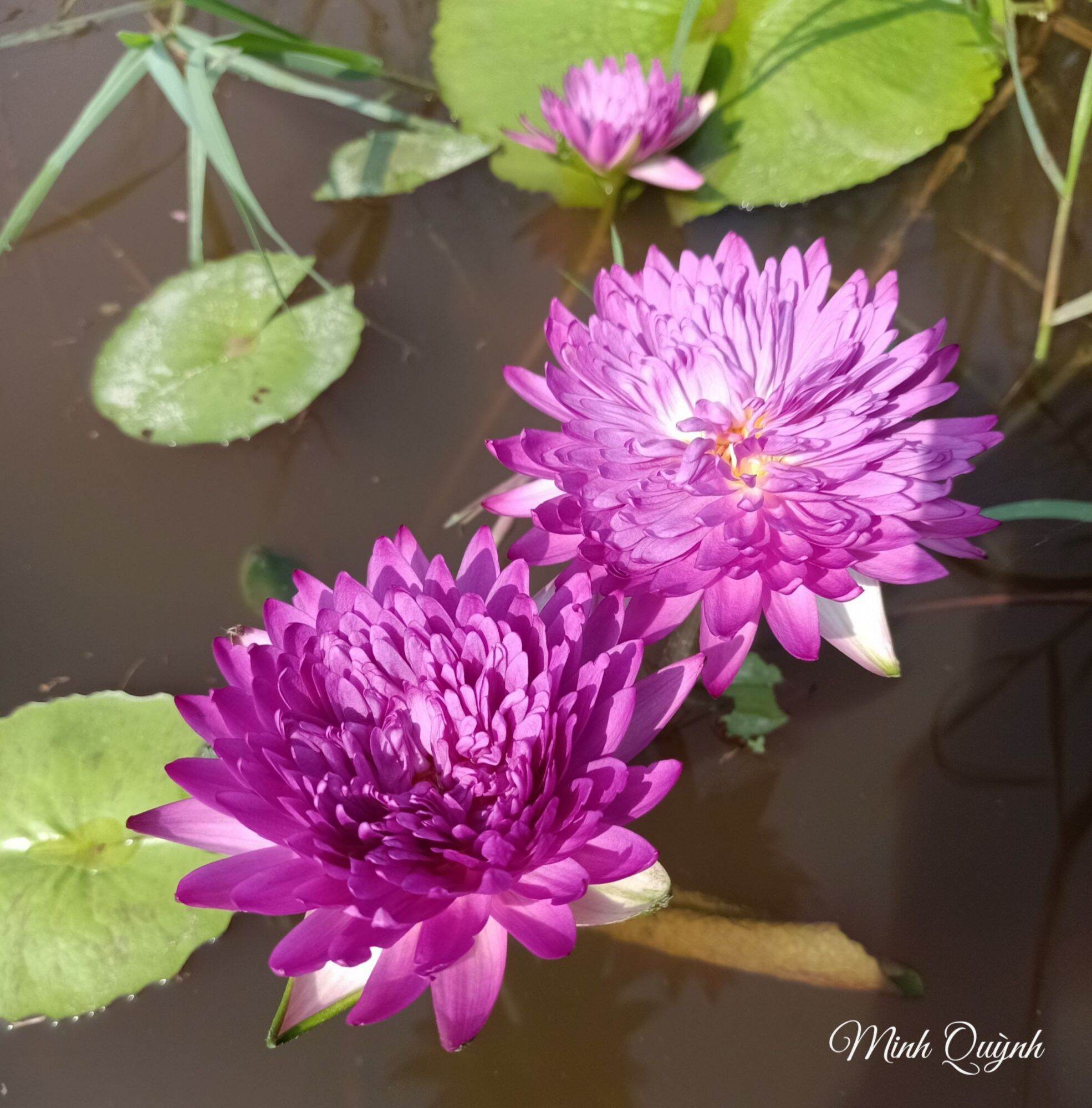 Hoa súng Thái Khaohinson (chỉ giao miền Nam)