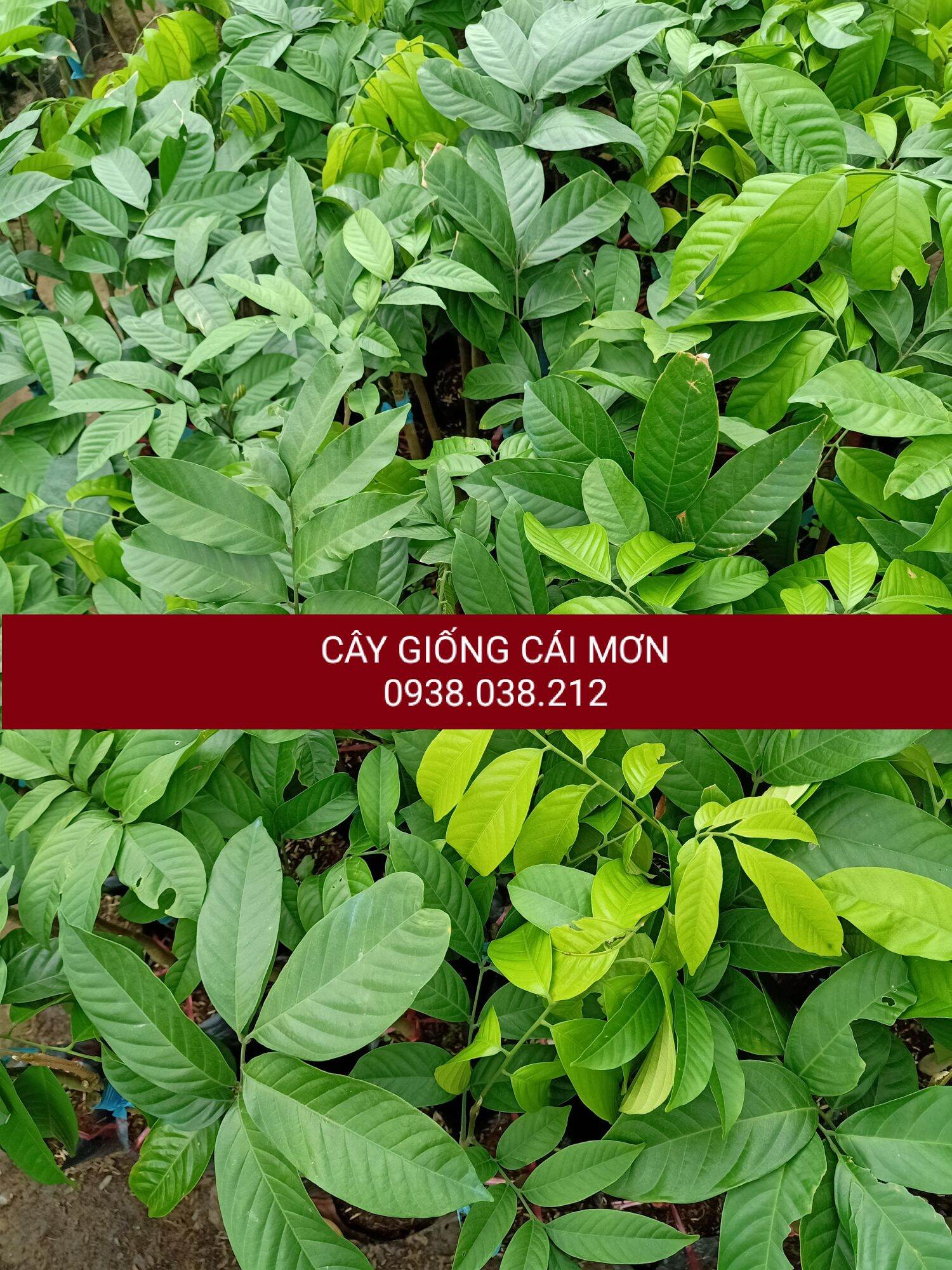 CÂY GIỐNG BÒN BON THÁI