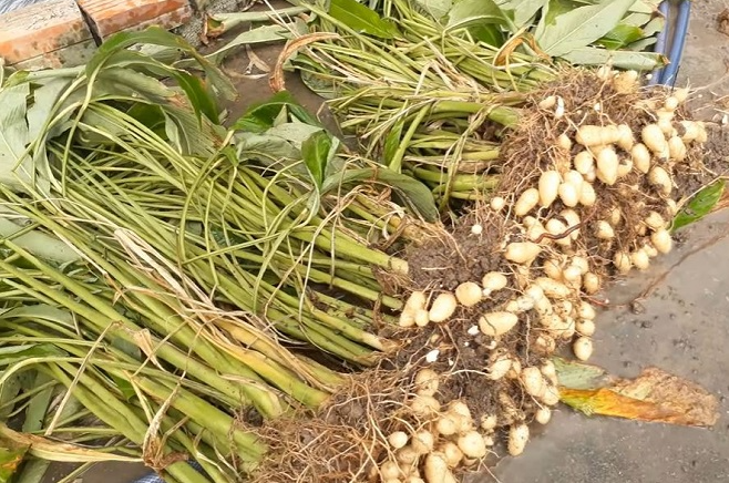 1 bầu cây giống củ lùn
