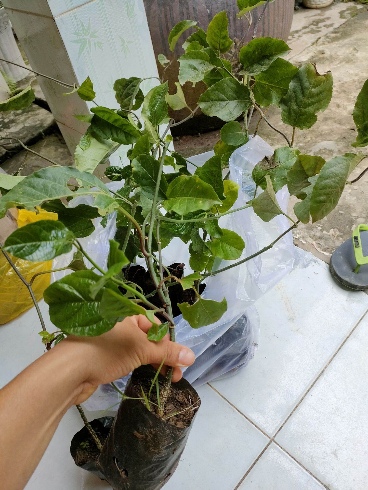 Cây chanh dây giống
