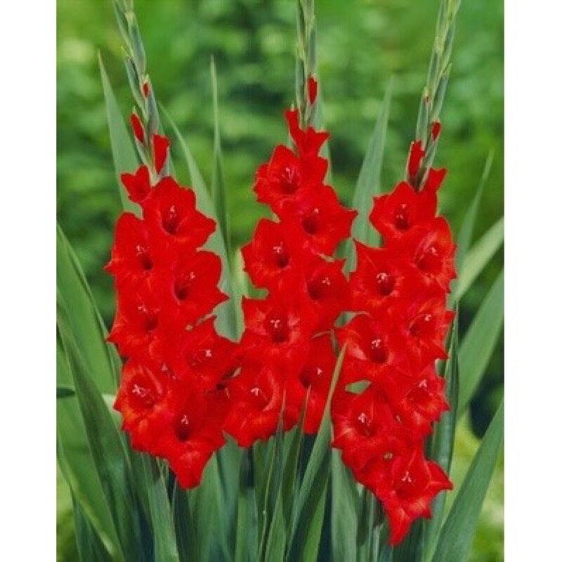củ hoa lay ơn hoa nở tết 1 củ