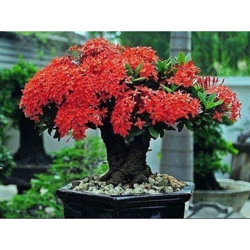♧♧♧ Cây giống bông trang (hoa mẫu đơn) sen đỏ