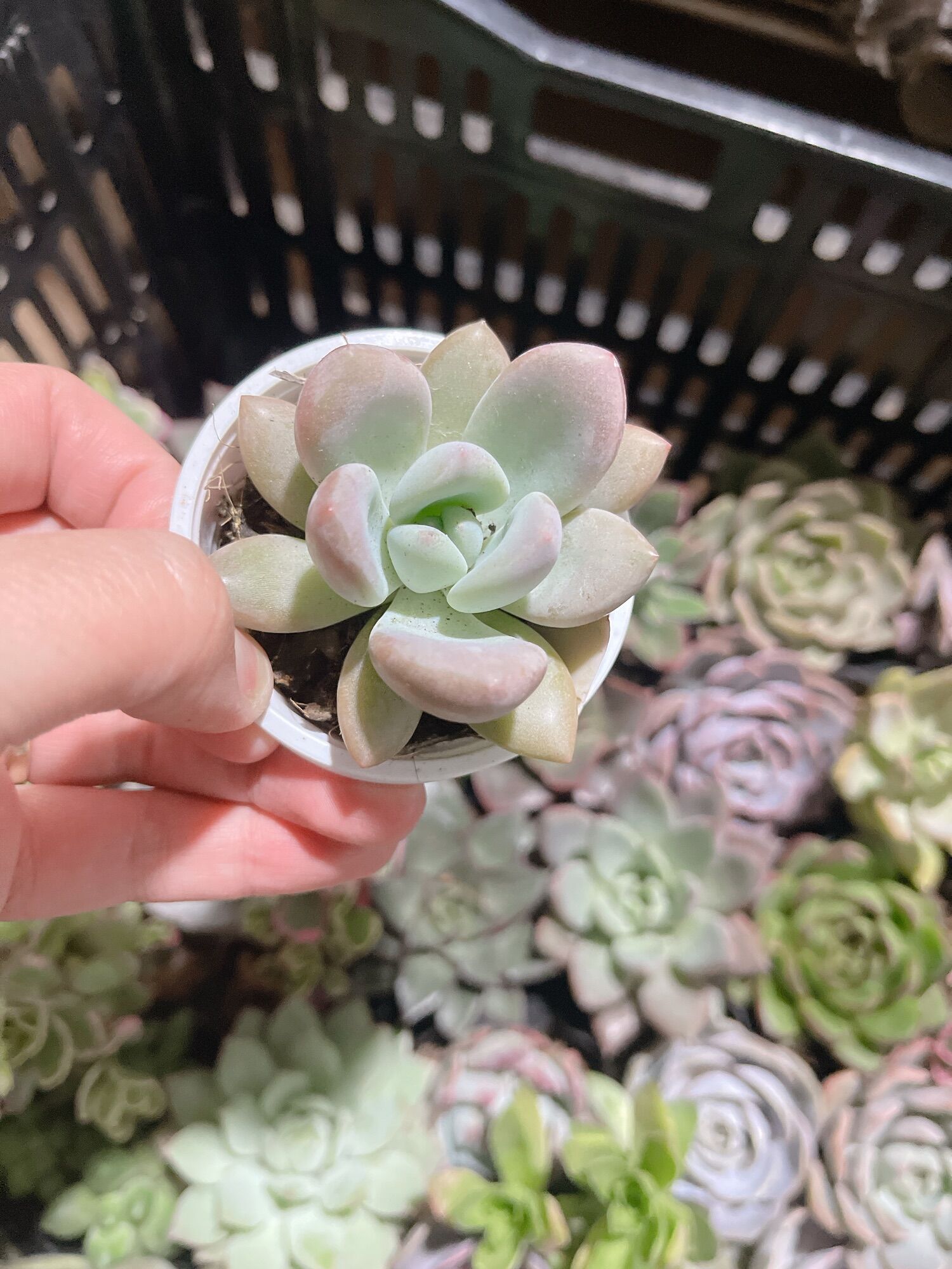 Sen đá sỏi xanh size bầu 3-5 cm