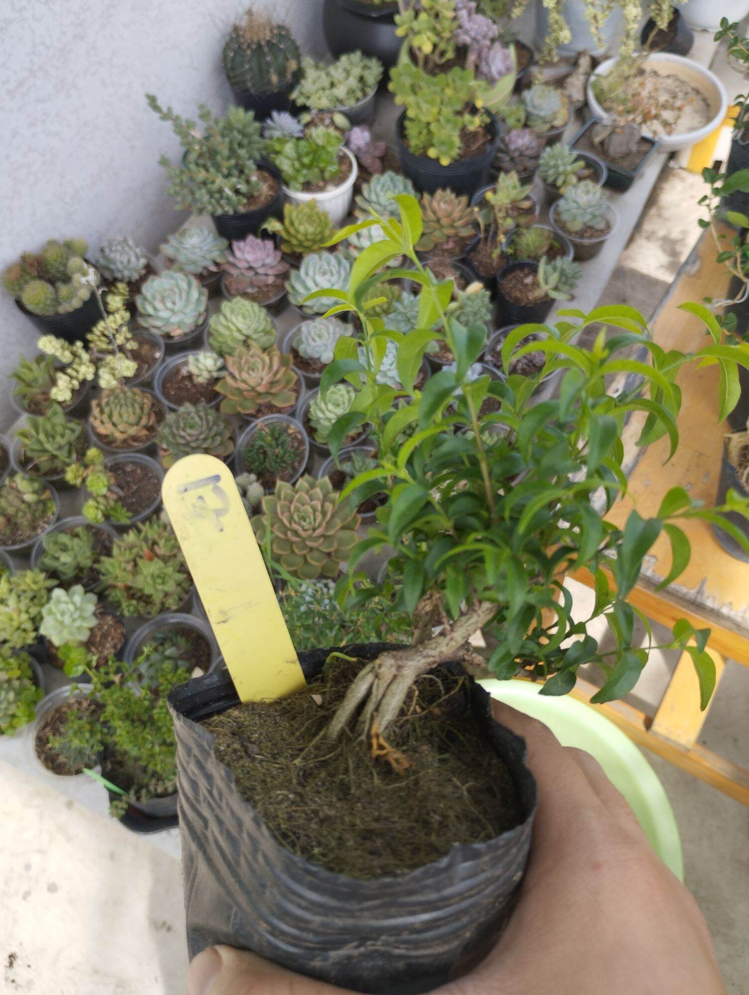 Mai chiếu thuỷ mini bonsai