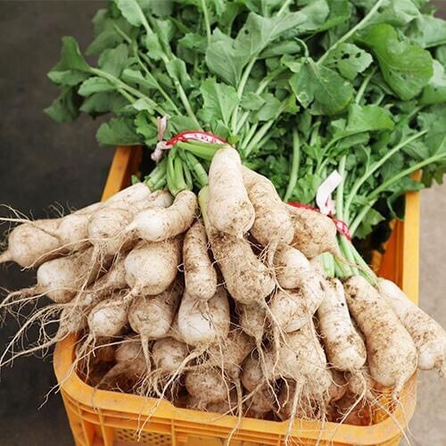 HẠT GIỐNG CỦ CẢI CHONGAK HÀN QUỐC