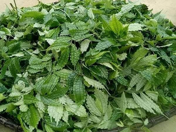 1kg cây lá cơm kìa khô thảo dược quý vùng Tây Bắc 