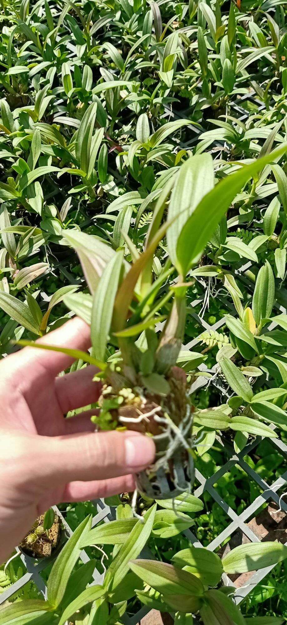 Denro mini yaya giống