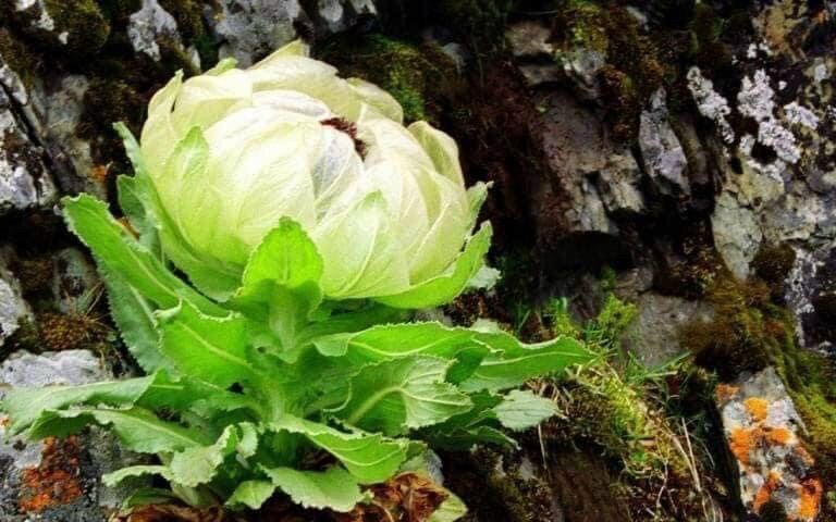 Hoa tuyết liên sơn khô (1 bông)