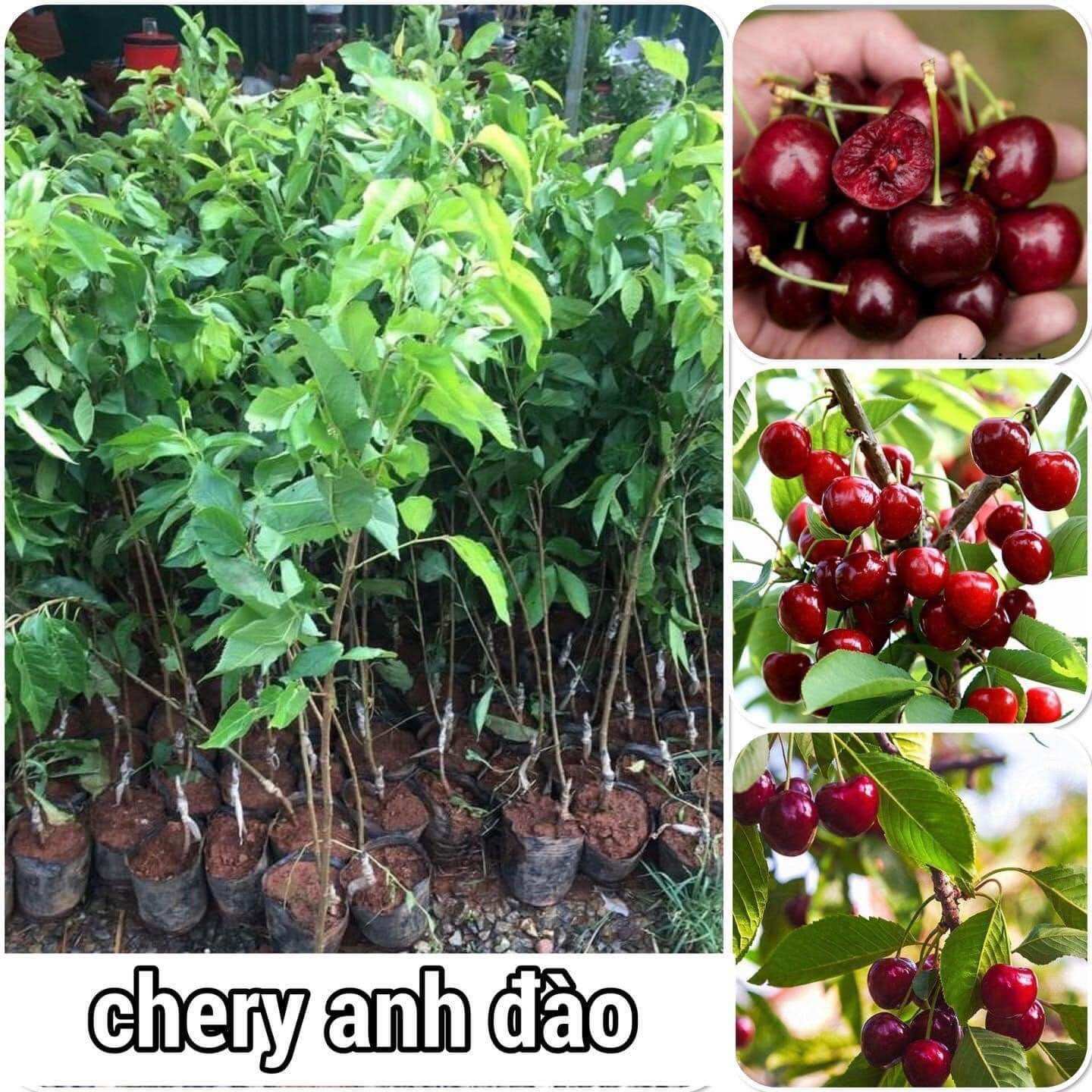 Cây giống chewry anh đào