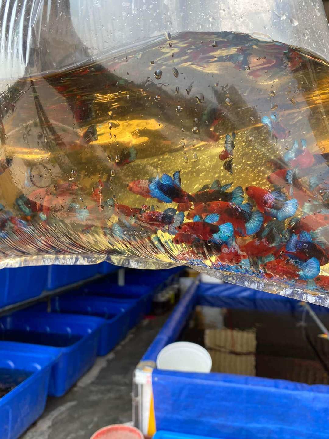 10 red fancy bầy