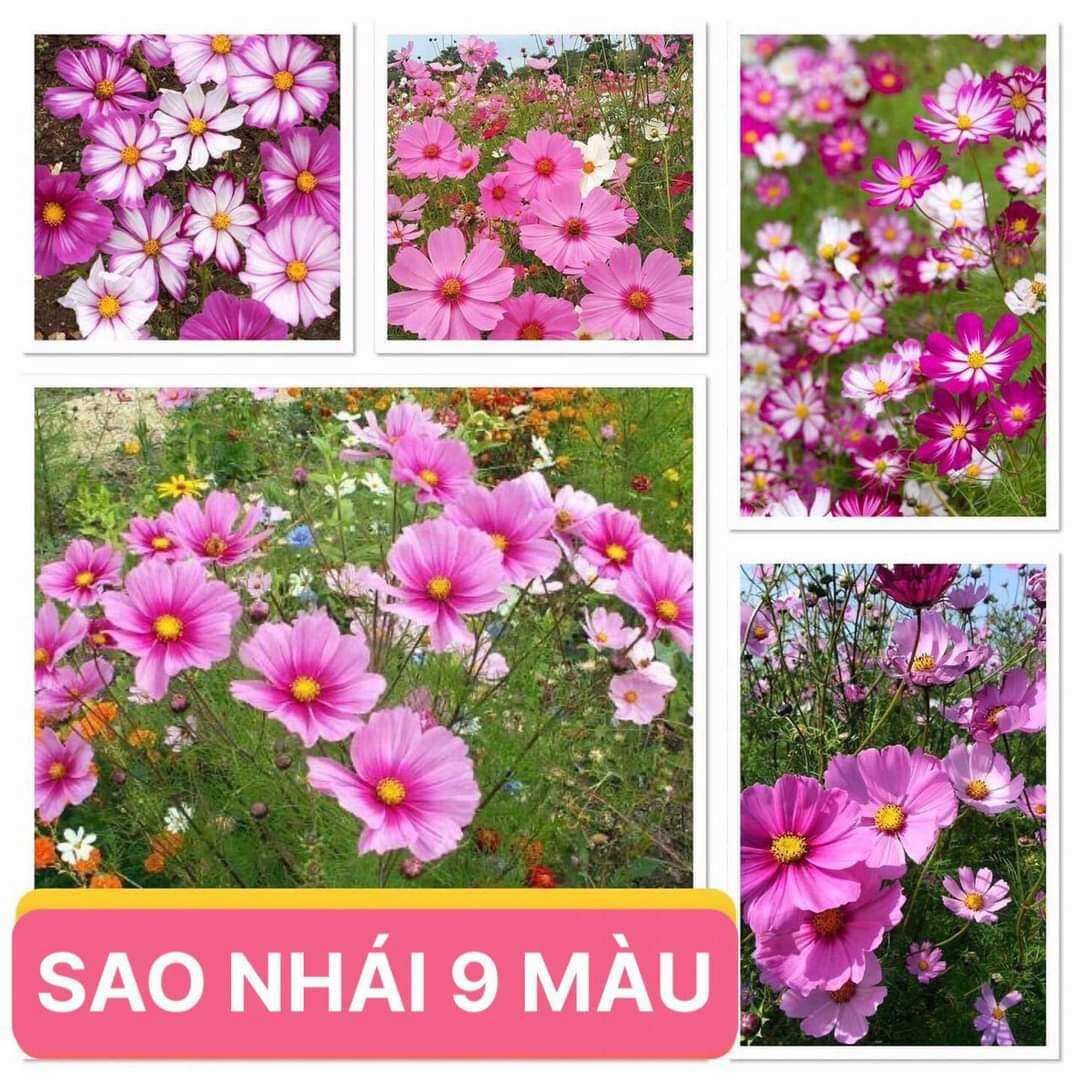 Hạt giống Hoa sao Nhái