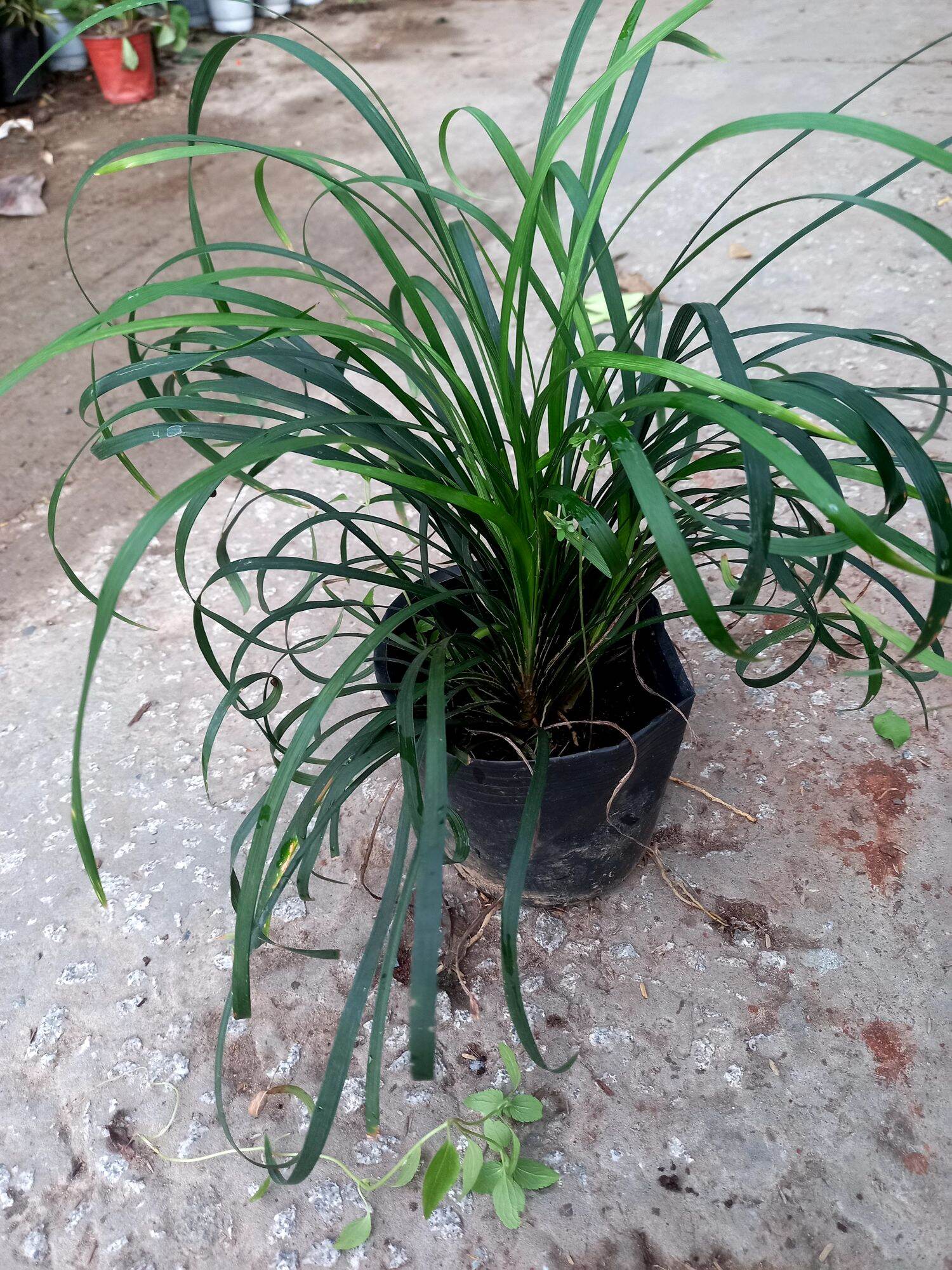 Cây ngãi quoắn làm ăn.