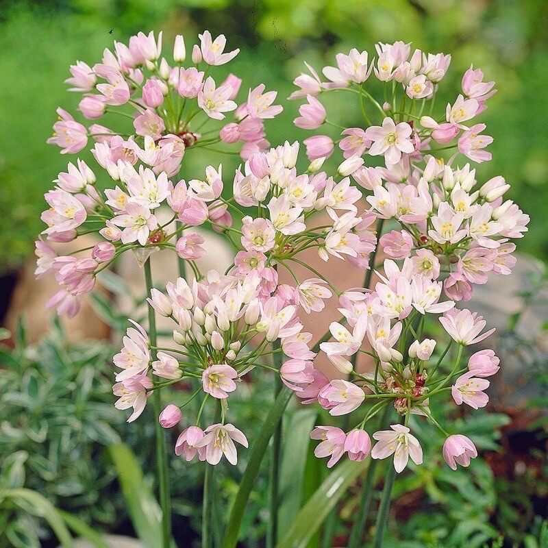 củ hoa alium